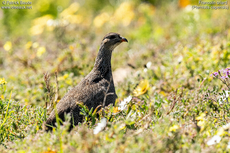 Francolin criardadulte