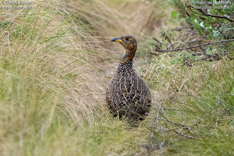 Red-winged Francolinadult