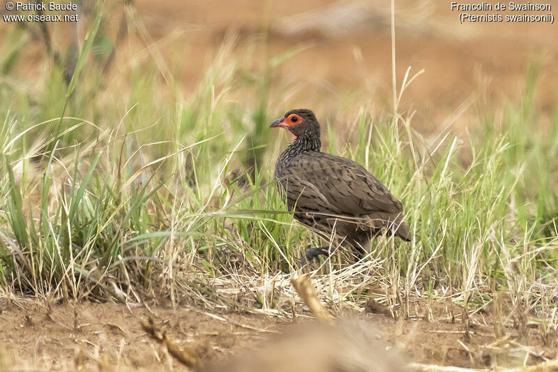 Francolin de Swainsonadulte