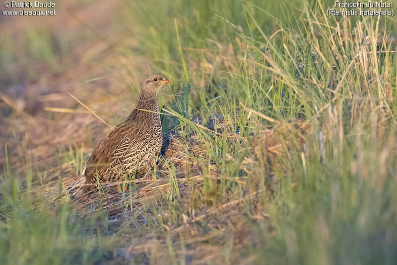 Francolin du Nataladulte