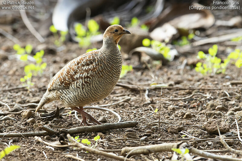 Francolin grisadulte, identification