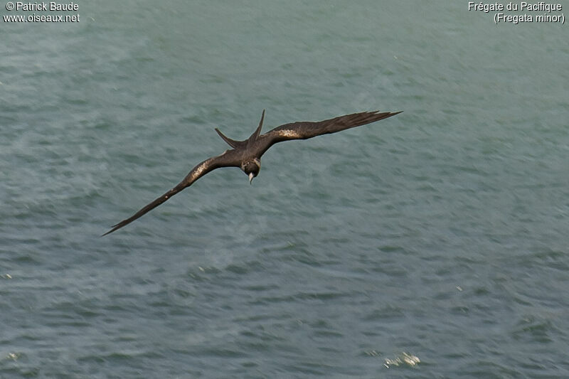 Great Frigatebird female adult, Flight