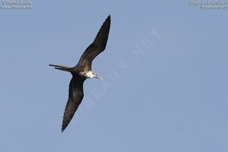 Great Frigatebirdjuvenile