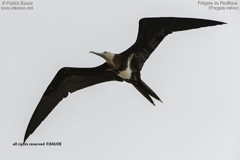 Frégate du Pacifique femelle adulte