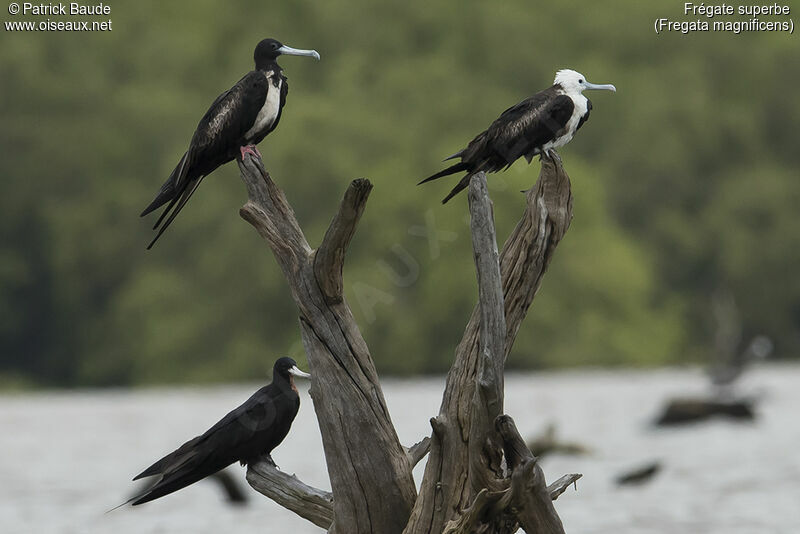 Magnificent Frigatebird, identification