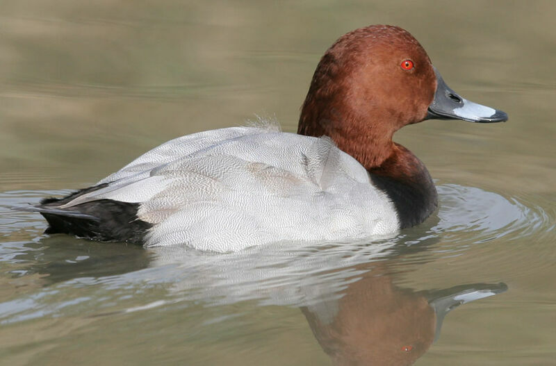 Common Pochard