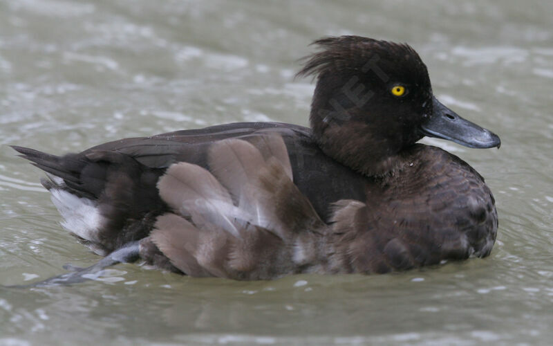 Tufted Duck