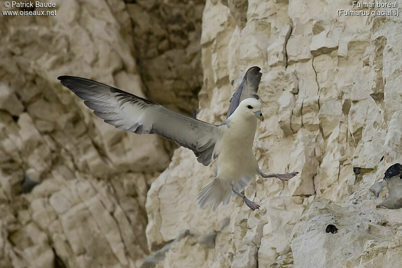 Fulmar boréaladulte, Vol