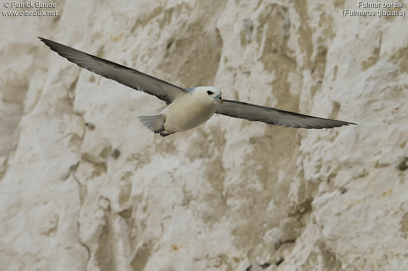 Fulmar boréaladulte, Vol