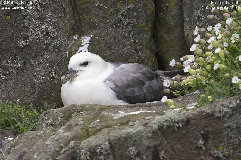 Fulmar boréaladulte, identification