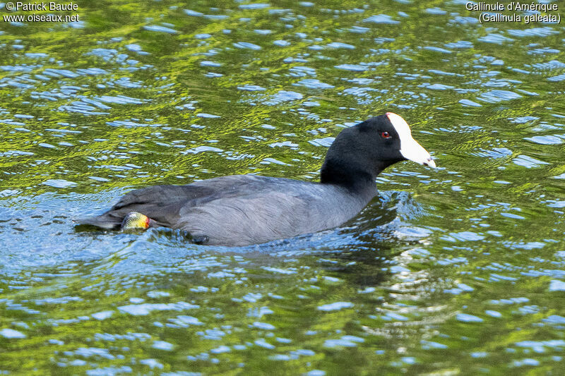 Gallinule d'Amériqueadulte