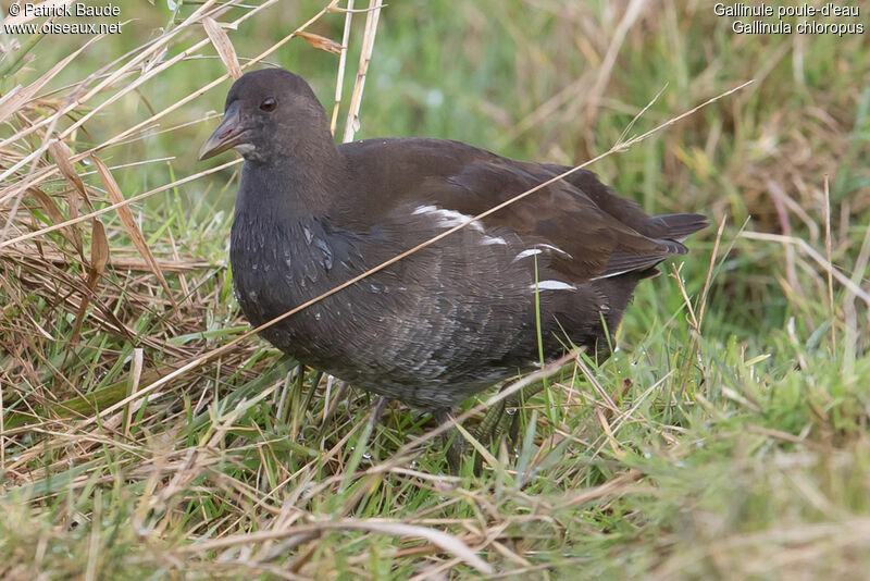 Gallinule poule-d'eaujuvénile, identification