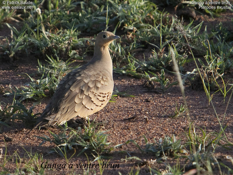 Chestnut-bellied Sandgrouse female, identification