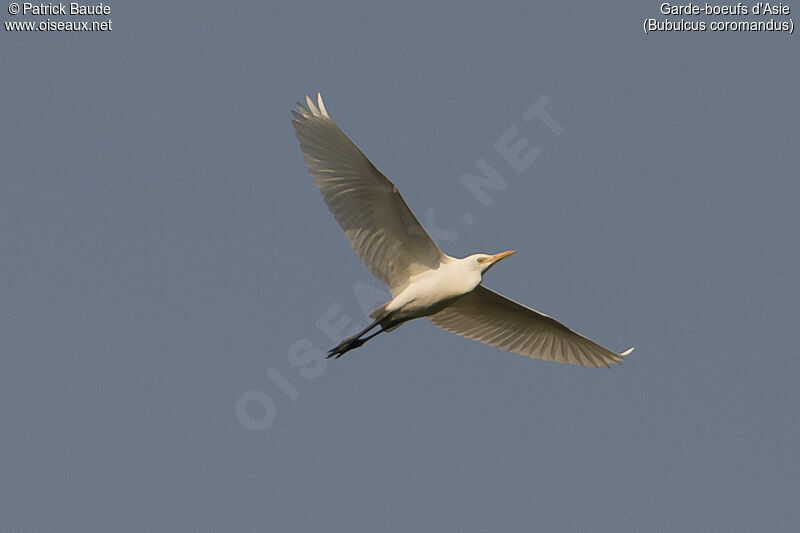 Eastern Cattle Egretadult, Flight