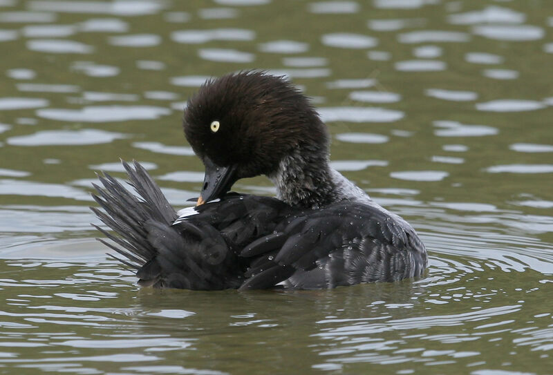 Common Goldeneye