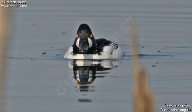 Common Goldeneye male, identification