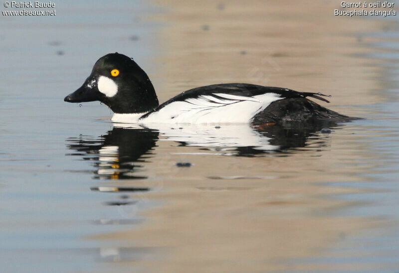 Common Goldeneye male, identification