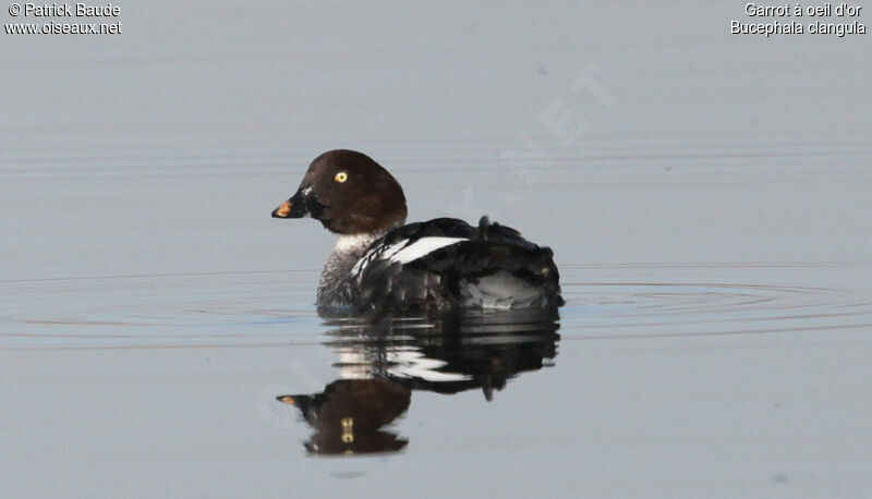 Common Goldeneye female, identification