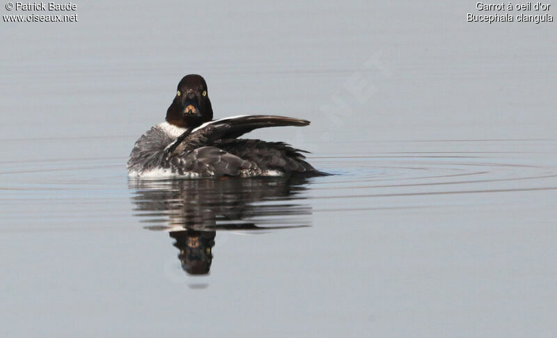 Common Goldeneye female, identification