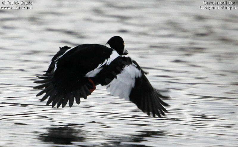 Common Goldeneye male adult breeding, Flight