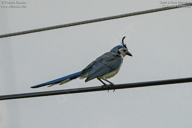 White-throated Magpie-Jayadult