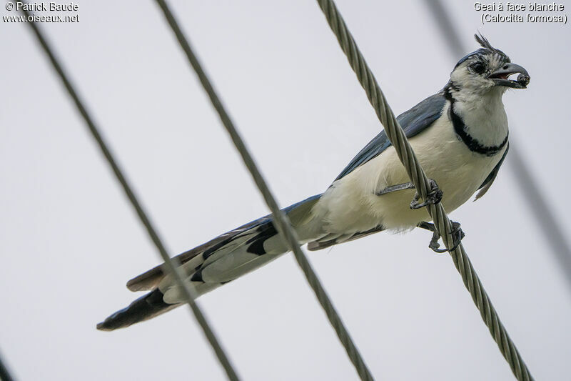 White-throated Magpie-Jayadult