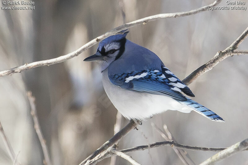 Geai bleuadulte, identification