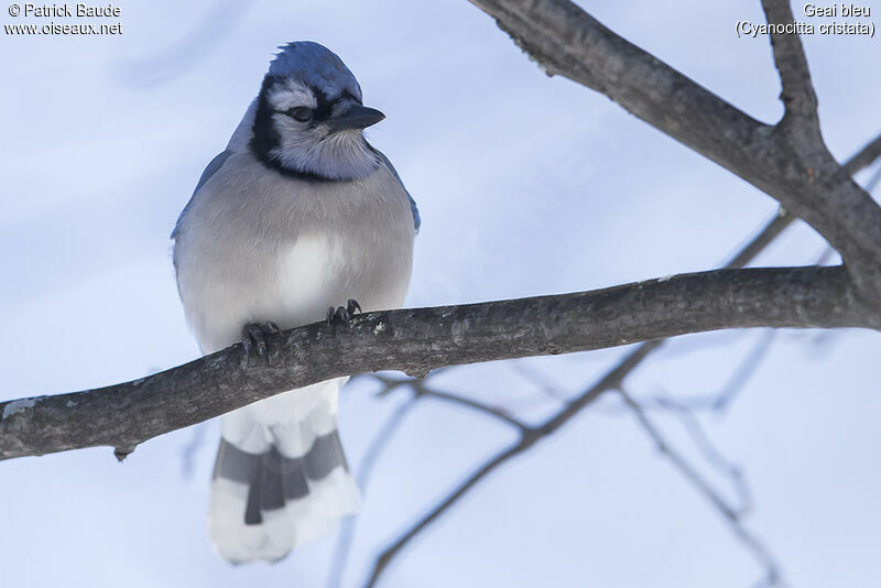 Geai bleuadulte, identification