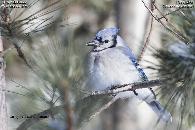 Geai bleuadulte, identification