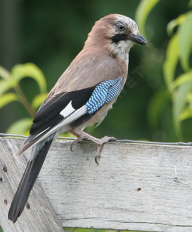 Eurasian Jay