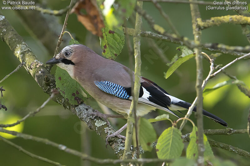 Geai des chênesadulte, identification