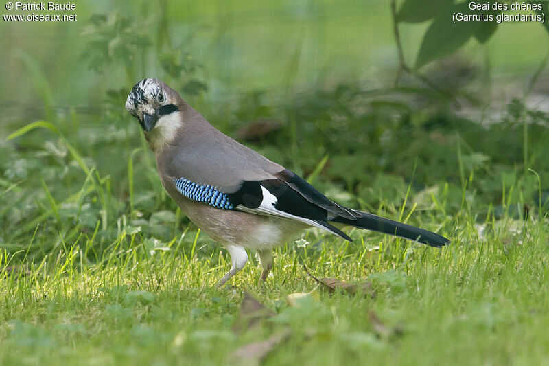 Eurasian Jayadult, identification