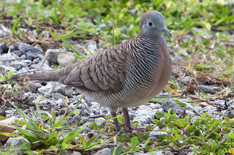 Zebra Doveadult, identification