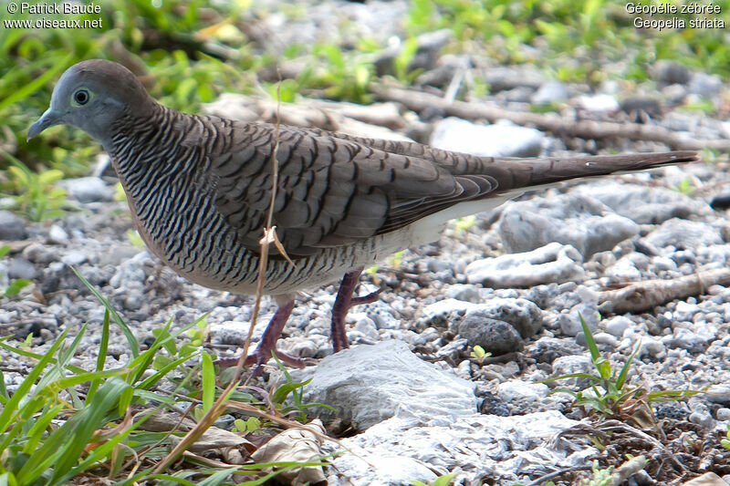 Géopélie zébréeadulte, identification