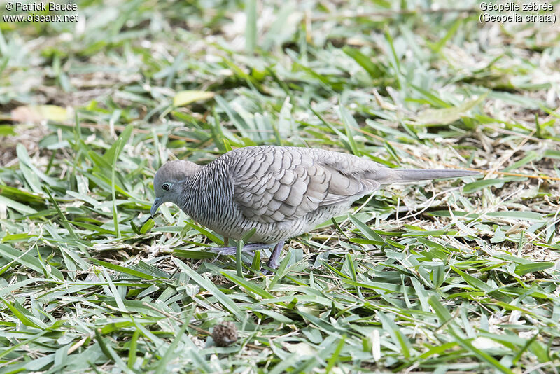 Géopélie zébréeadulte, identification