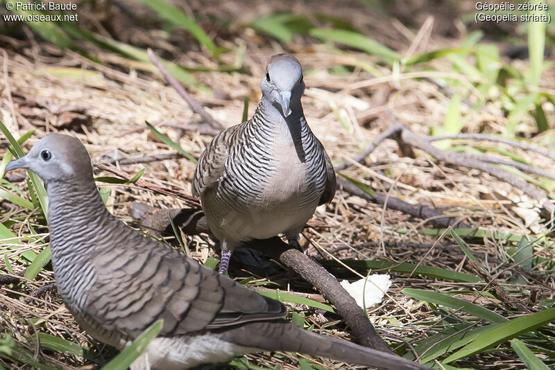 Zebra Doveadult, identification