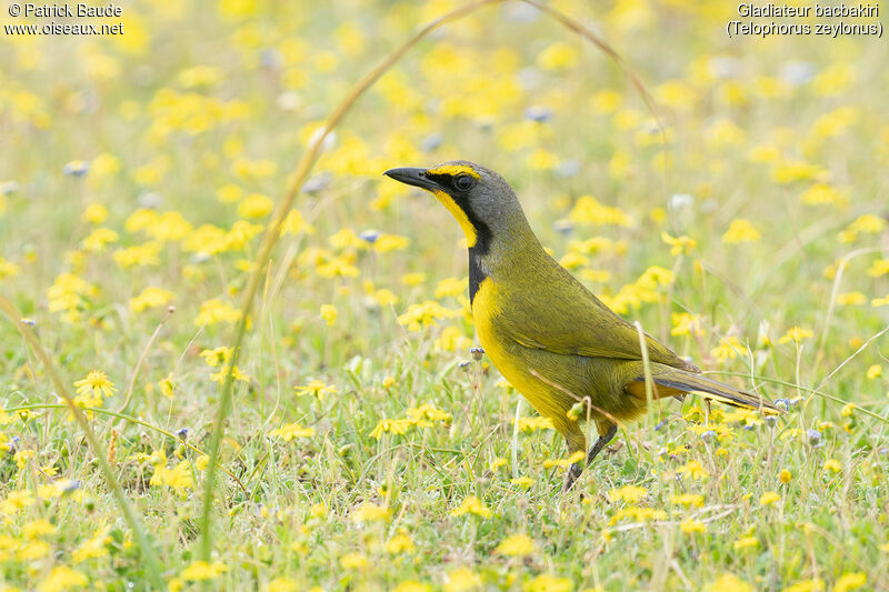 Bokmakierie male adult