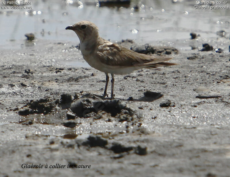 Glaréole à collierimmature, identification