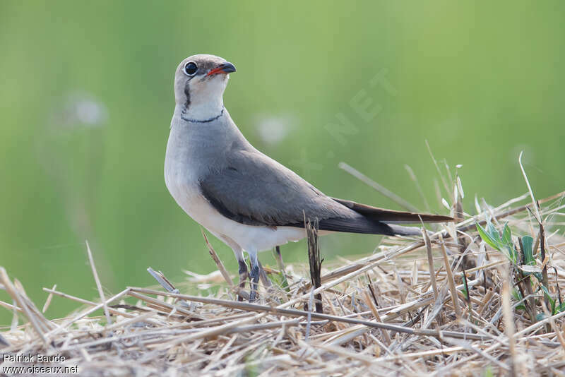 Glaréole à collier femelle adulte nuptial, identification