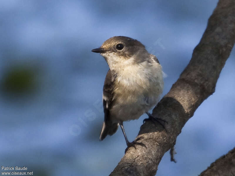 Collared Flycatcher female adult, close-up portrait