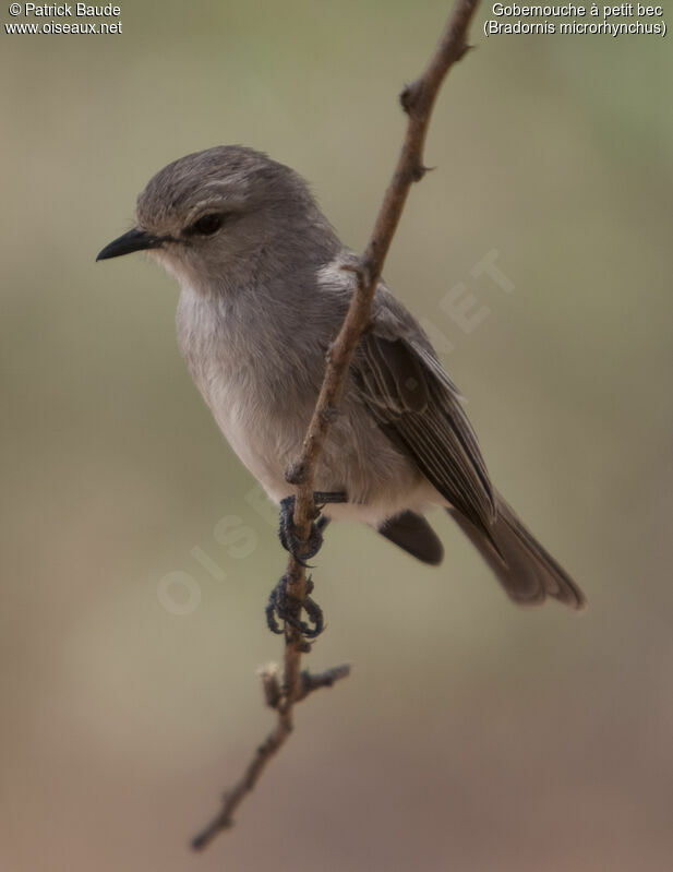 Gobemouche à petit becadulte, identification