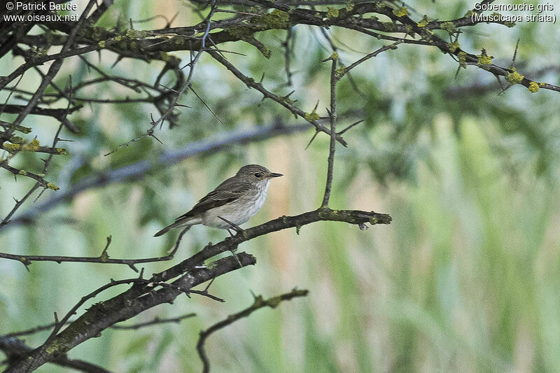 Gobemouche grisadulte