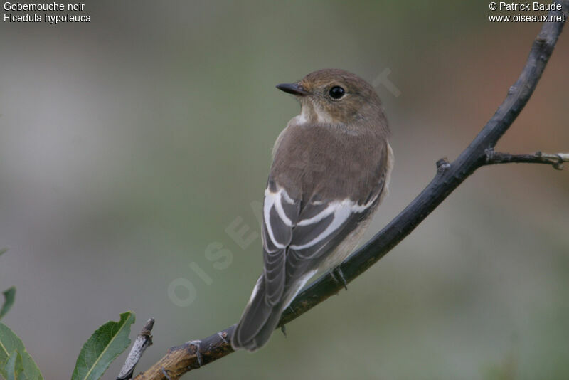 European Pied Flycatcher female