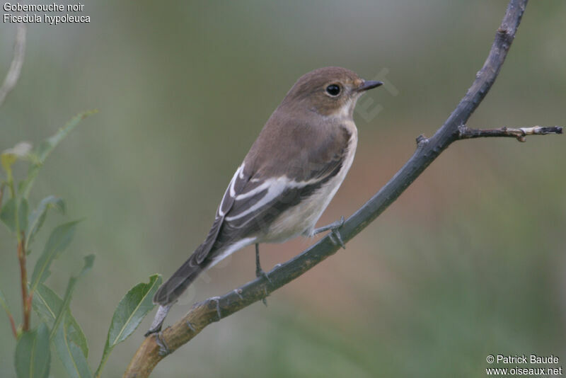 European Pied Flycatcher female