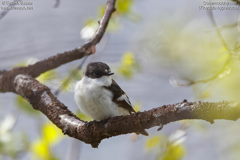 European Pied Flycatcheradult breeding