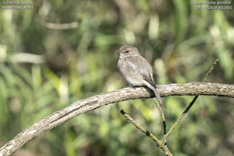 African Dusky Flycatcheradult