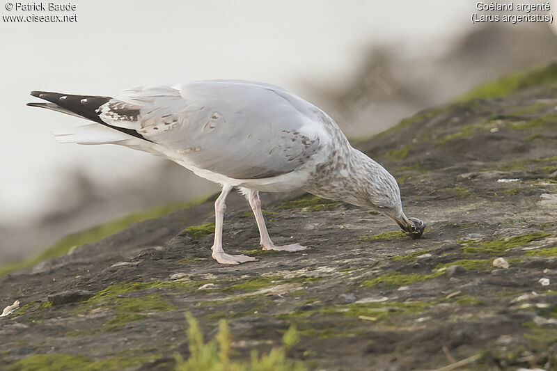 European Herring GullSecond year, Behaviour