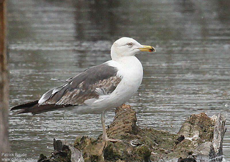 Lesser Black-backed GullThird  year, identification