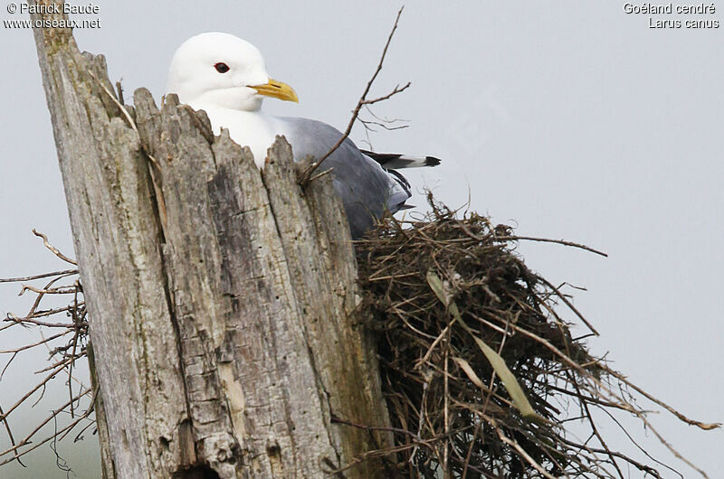 Common Gull, Reproduction-nesting