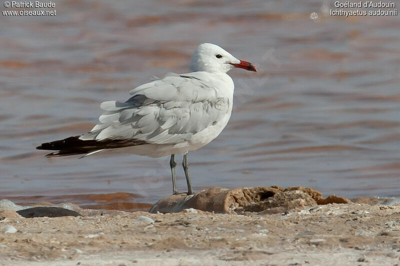 Goéland d'Audouinadulte nuptial, identification